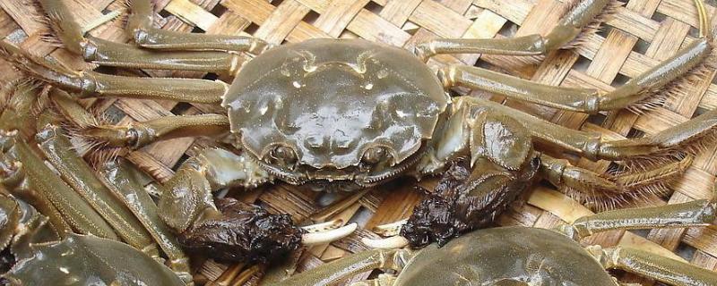 活螃蟹冷凍死了能吃嗎