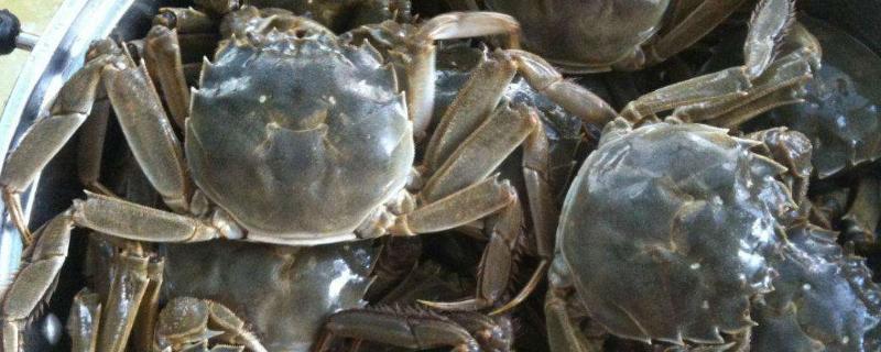 熟河蟹冷凍后還能吃嗎?熟河蟹過夜后還能吃嗎?