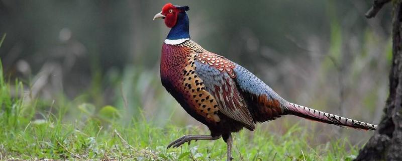 野雞一年四季規律