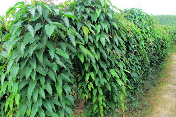 河北山藥產(chǎn)地在哪里，批發(fā)市場在哪里