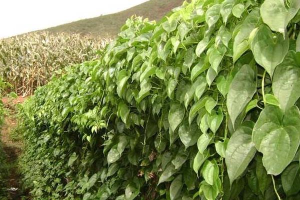 河北山藥產(chǎn)地在哪里，批發(fā)市場在哪里