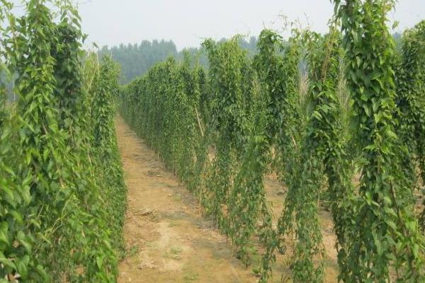 河北山藥產(chǎn)地在哪里，批發(fā)市場在哪里