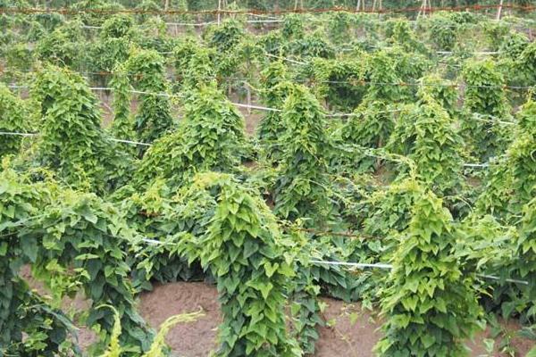 河北山藥產(chǎn)地在哪里，批發(fā)市場在哪里