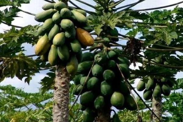 木瓜可以放冰箱里保存嗎？冷藏還是冷凍？