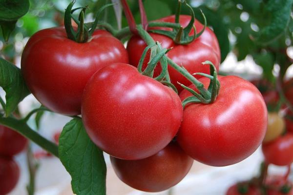 木瓜可以放冰箱里保存嗎？冷藏還是冷凍？