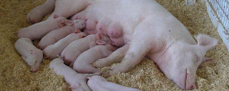母豬難產2天了掏不出怎么辦？附常見處理方法