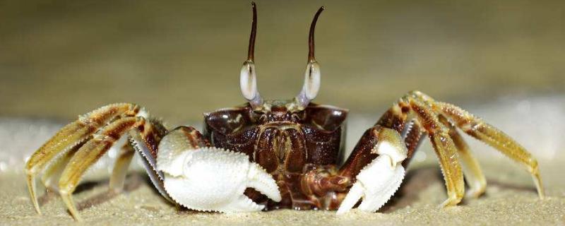 晚上養的螃蟹死了早上還能吃嗎