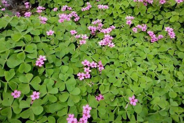 三葉草種植方法和時間