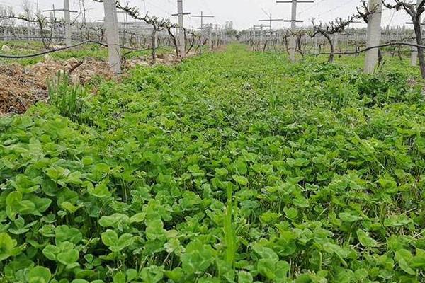 三葉草種植方法和時間