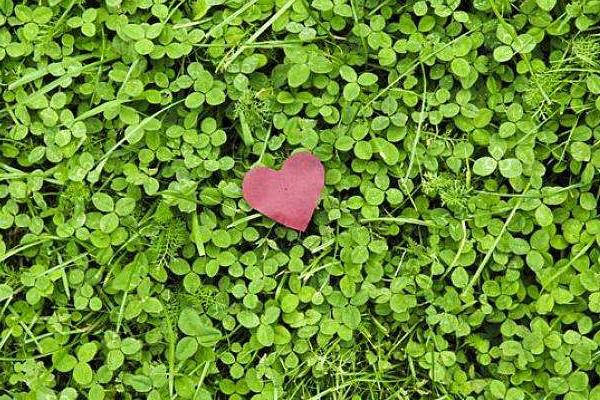 三葉草種植方法和時間