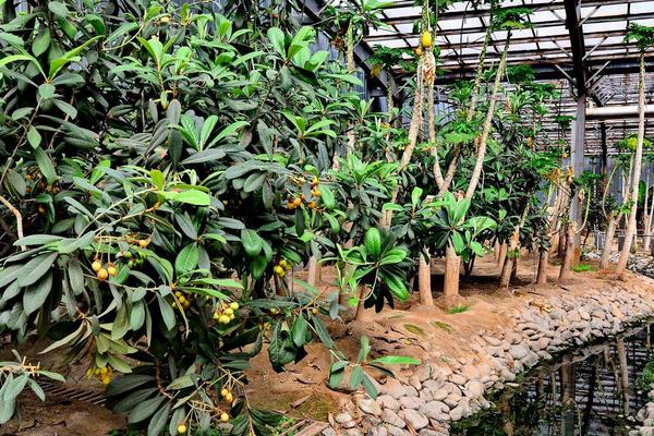 10畝小型生態(tài)農(nóng)場(chǎng)規(guī)劃