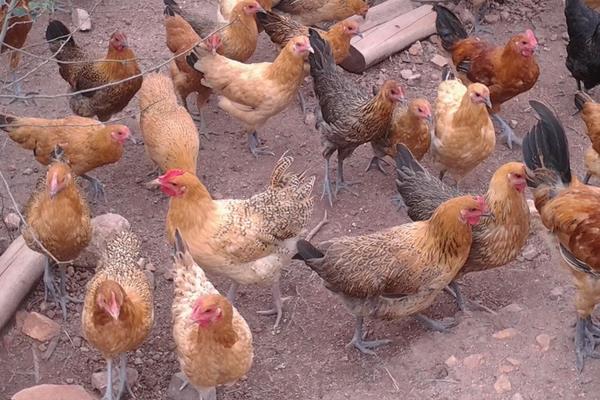 10畝小型生態(tài)農(nóng)場(chǎng)規(guī)劃