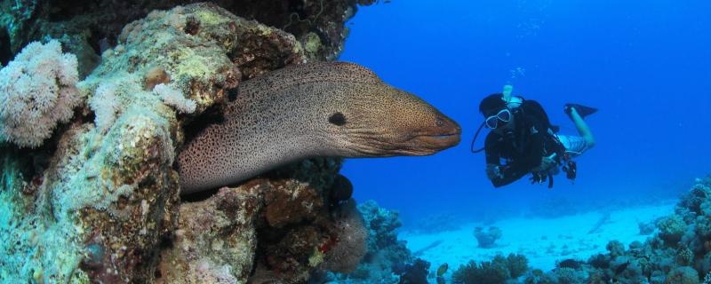 海鰻貴還是河鰻貴？哪個更好吃？