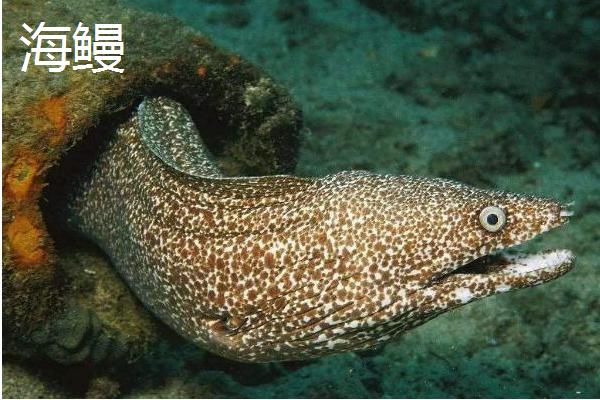 海鰻貴還是河鰻貴？哪個更好吃？