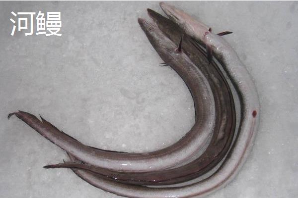 海鰻貴還是河鰻貴？哪個更好吃？