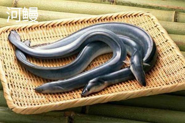 海鰻貴還是河鰻貴？哪個更好吃？