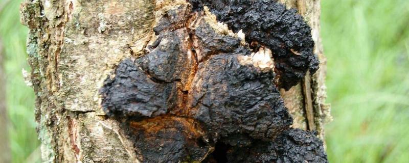 樺樹茸的食用方法，附功效與作用