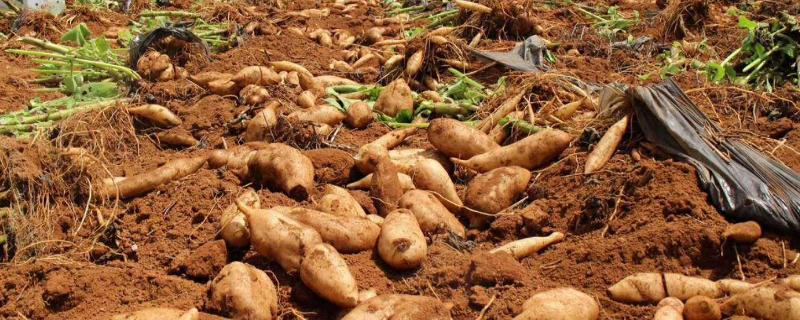 雪蓮果種植時間和技術