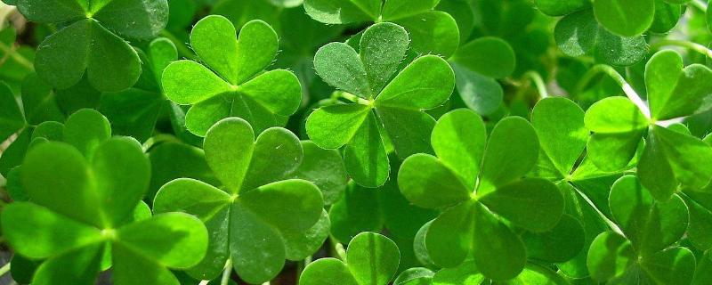 三葉草種植方法和時間