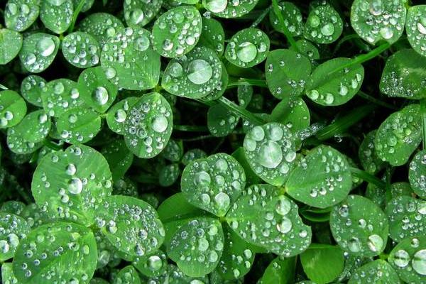 三葉草種植方法和時間