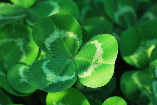 三葉草種植方法和時間