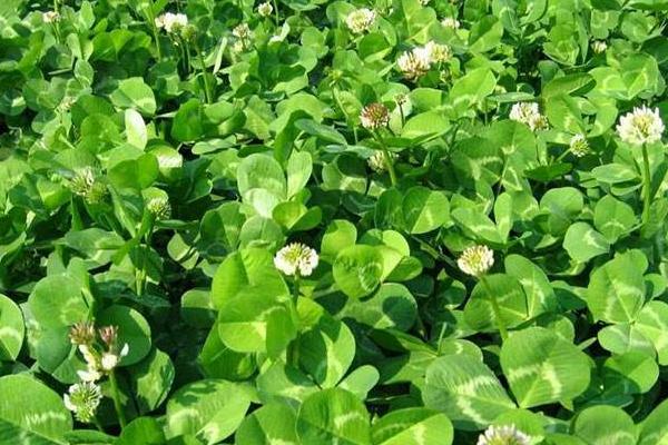 三葉草種植方法和時間