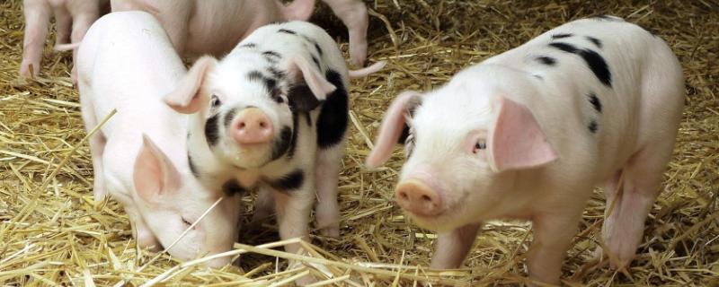 豬場有非瘟能熬過去嗎？豬場怎么預防非瘟？