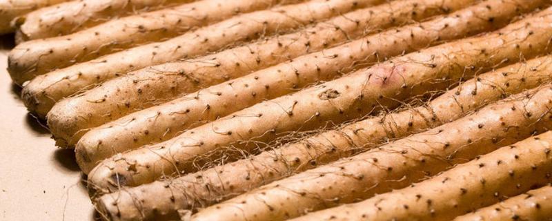 河北山藥產(chǎn)地在哪里，批發(fā)市場在哪里