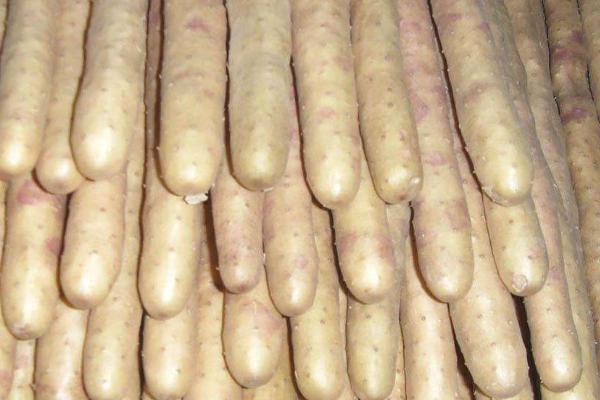 河北山藥產(chǎn)地在哪里，批發(fā)市場在哪里