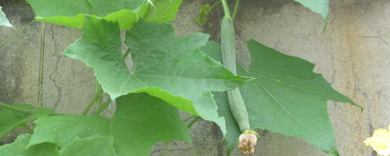 畝產(chǎn)五萬(wàn)斤絲瓜高產(chǎn)技術(shù)