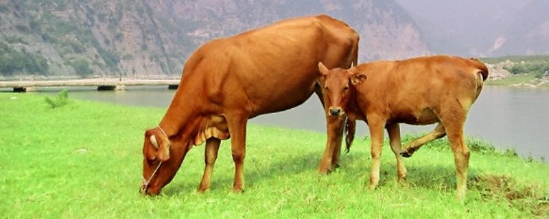 牛怕什么東西？牛的天敵和克星是什么？