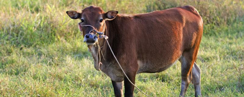 牛價(jià)還能保持多久？2020年牛價(jià)是漲還是跌？