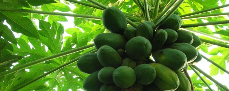 木瓜可以放冰箱里保存嗎？冷藏還是冷凍？