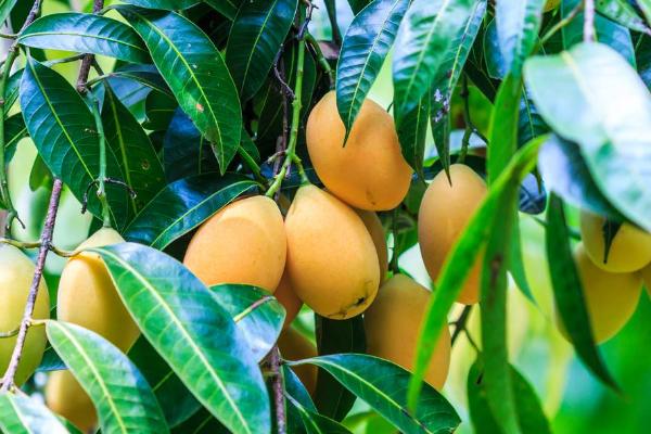 木瓜可以放冰箱里保存嗎？冷藏還是冷凍？