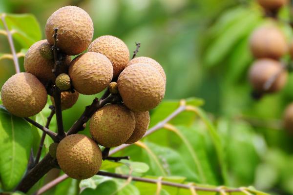 木瓜可以放冰箱里保存嗎？冷藏還是冷凍？