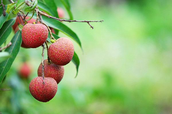 木瓜可以放冰箱里保存嗎？冷藏還是冷凍？