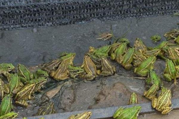 青蛙養殖項目怎么樣,附前景分析