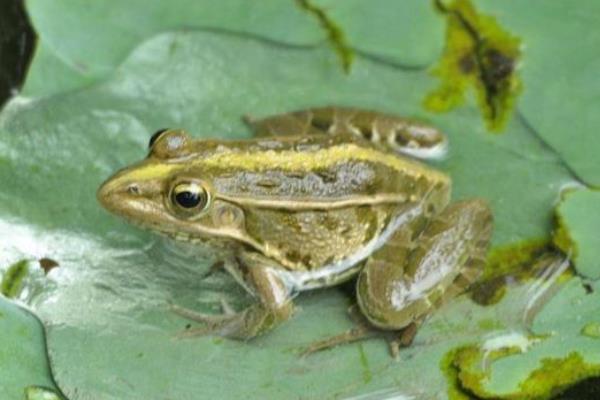 青蛙養殖項目怎么樣,附前景分析
