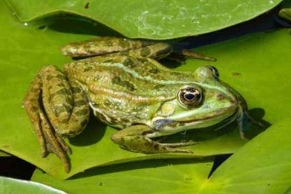青蛙養殖項目怎么樣,附前景分析