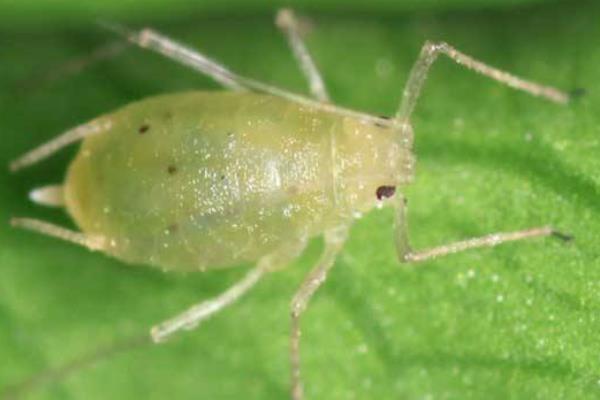 打蚜蟲時間，什么時候打好