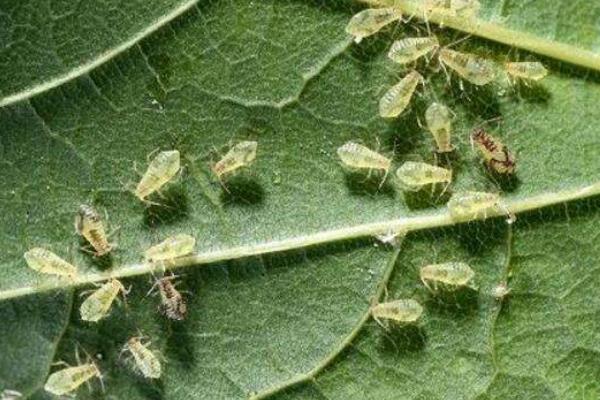 打蚜蟲時間，什么時候打好