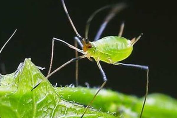 打蚜蟲時間，什么時候打好