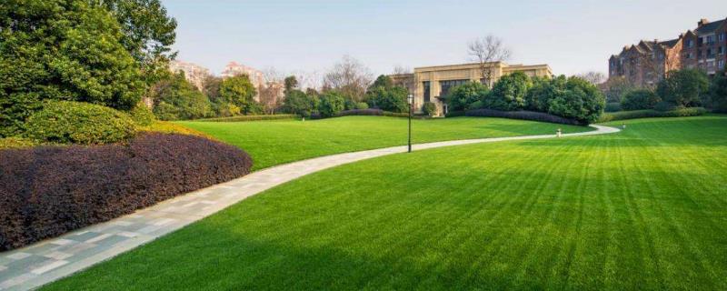 種50畝草坪需多少本錢，投資大嗎