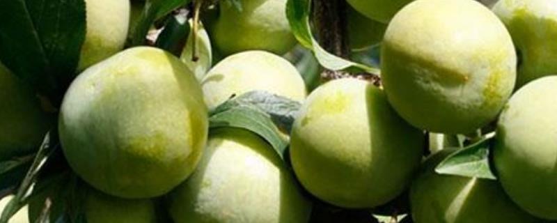 蜂糖李子樹苗多少錢一棵，在哪里買