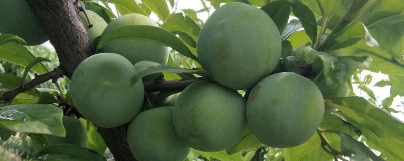 蜂糖李子樹苗種植技術