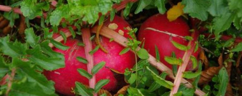 紅蘿卜的種植方法和時間，附種植技術