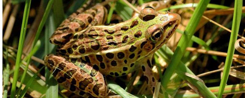 青蛙養殖項目怎么樣，附前景分析