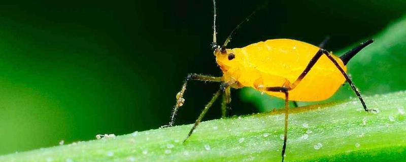 打蚜蟲時間，什么時候打好