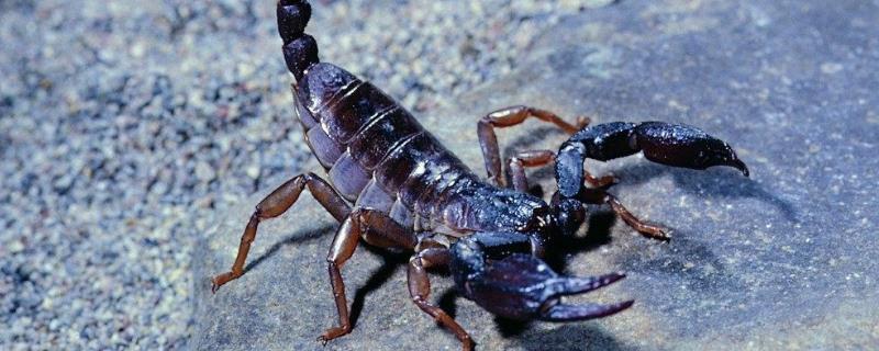 養殖蝎子大概投資多少錢，一畝地可以養多少