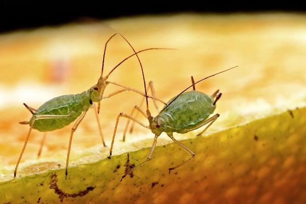 打蚜蟲時間，什么時候打好